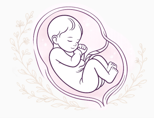 Illustration representing the humanity of the unborn child