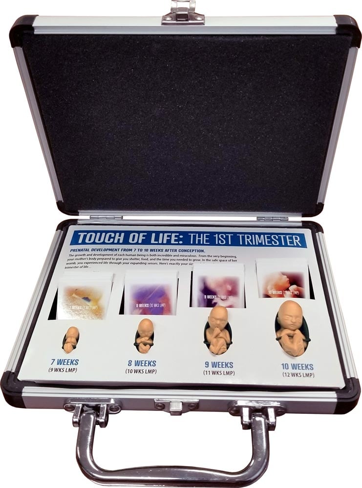 Fetal Model, Touch of Life, 1st Trimester, White Counseling Version