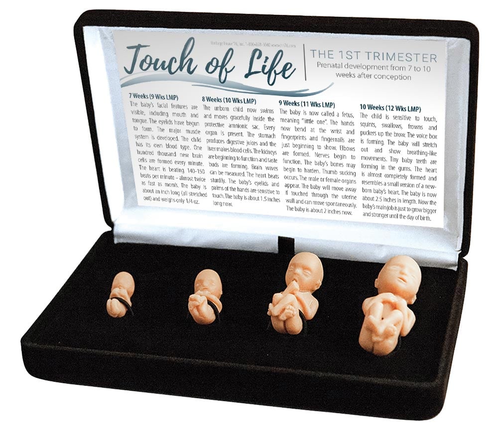 Fetal Model, Touch of Life, 1st Trimester, White Sidewalk Version