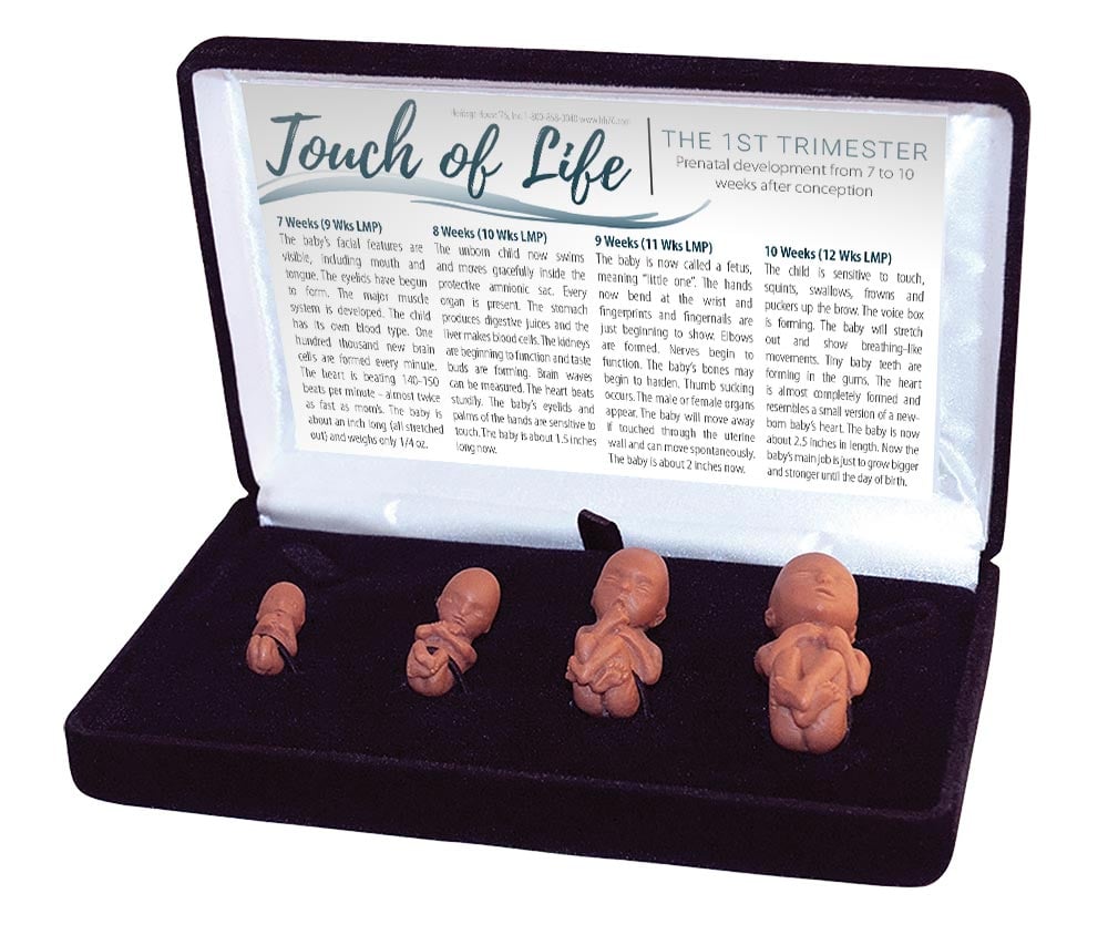 Fetal Model, Touch of Life, 1st Trimester, Brown Sidewalk Version