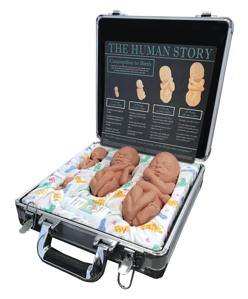 Fetal Model, Touch of Life, Main Set, Brown